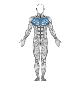 Single-arm cable cross-over muscle diagram