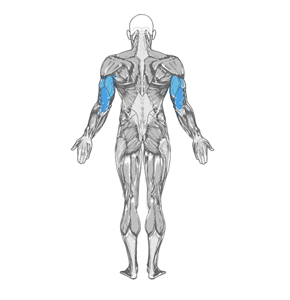 Tricep Dumbbell Kickback muscle diagram