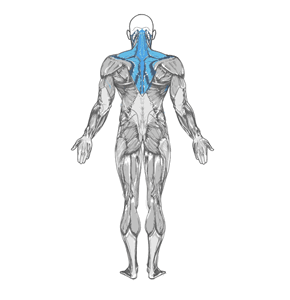 Barbell behind-the-back shrug muscle diagram