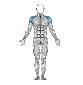 Smith Incline Shoulder Raise muscle diagram