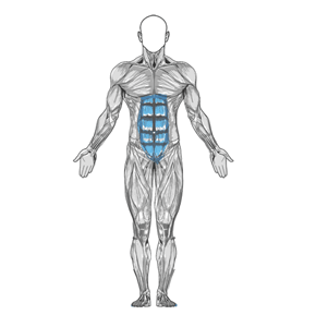 Elbow plank muscle diagram