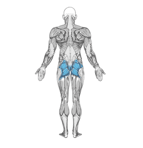 Kneeling Jump Squat muscle diagram