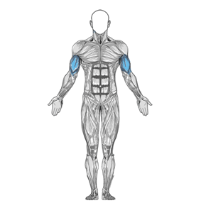 Lying Supine Dumbbell Curl muscle diagram