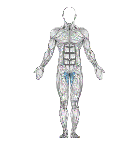 Groin and Back Stretch muscle diagram