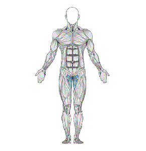 Carioca quick step muscle diagram