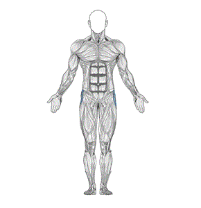 Single-leg lying cross-over stretch muscle diagram