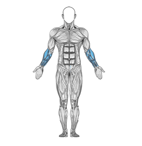 Standing behind-the-back wrist curl muscle diagram