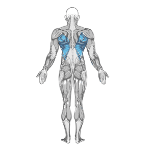 Elevated Cable Rows muscle diagram