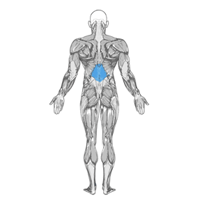 Bent Over Two-Dumbbell Row With Palms In muscle diagram