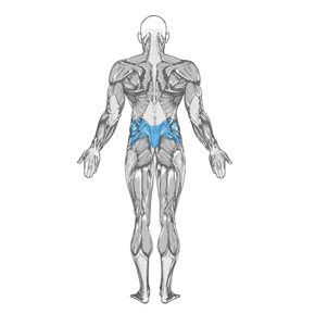 Lower Back Stretch - Yates Variation muscle diagram