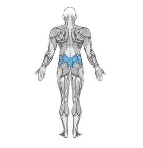 Seated Back Extension muscle diagram