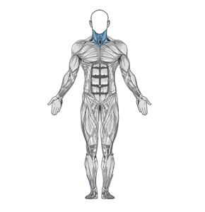 Isometric Neck Exercise - Front And Back muscle diagram