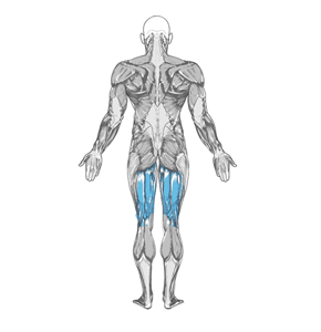 Barbell stiff-legged deadlift muscle diagram