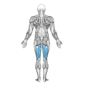 Lying Leg Curls muscle diagram