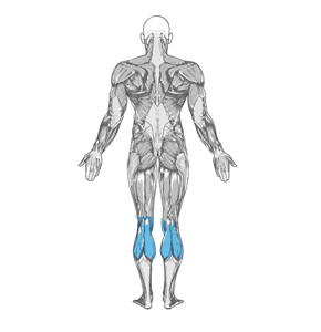 Calf Stretch Elbows Against Wall muscle diagram
