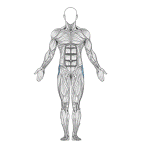 Thigh Abductor muscle diagram