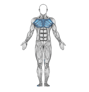 Leverage Chest Press muscle diagram