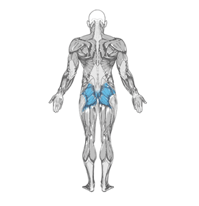 Single Leg Glute Bridge muscle diagram