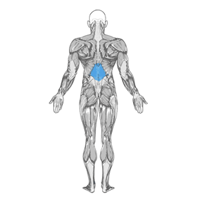 One-Arm Dumbbell Row muscle diagram