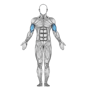 Wide-Grip Standing Barbell Curl muscle diagram